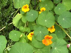 Blumen in AlbinZ Garten