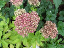 Blumen in AlbinZ Garten