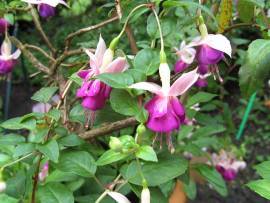 Blumen in AlbinZ Garten