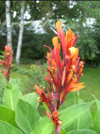 Blumen in AlbinZ Garten