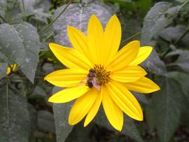 Blumen in AlbinZ Garten