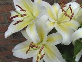 Blumen in AlbinZ Garten