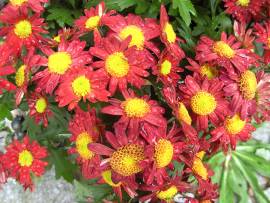 Blumen in AlbinZ Garten