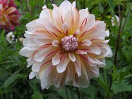 Blumen in AlbinZ Garten