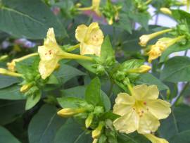 Blumen in AlbinZ Garten