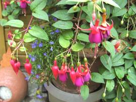 Blumen in AlbinZ Garten