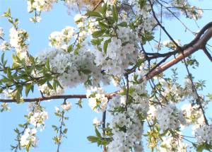 Weiße Kirschblüten in AlbinZ Garten