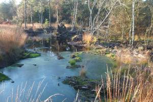Tister Bauernmoor bei Sittensen
