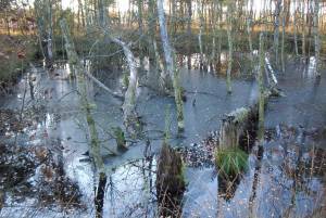 Tister Bauernmoor bei Sittensen