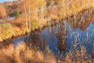 Tister Bauernmoor bei Sittensen