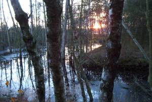 Tister Bauernmoor bei Sittensen