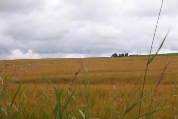 Whisky noch im Urzustand: als Gerste (Barley)