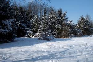 Winter in Tostedt (12.03.2006)