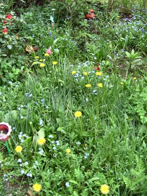 Blumenpracht in AlbinZ Garten - Mai 2008