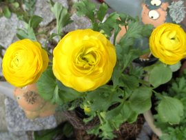 Blumenpracht in AlbinZ Garten - Mai 2008