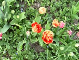 Blumenpracht in AlbinZ Garten - Mai 2008