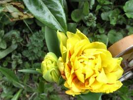 Blumenpracht in AlbinZ Garten - Mai 2008