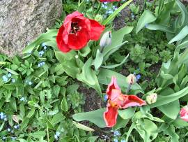 Blumenpracht in AlbinZ Garten - Mai 2008
