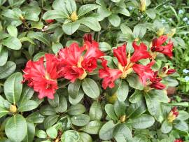 Blumenpracht in AlbinZ Garten - Mai 2008