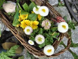 Blumenpracht in AlbinZ Garten - Mai 2008