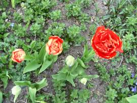 Blumenpracht in AlbinZ Garten - Mai 2008