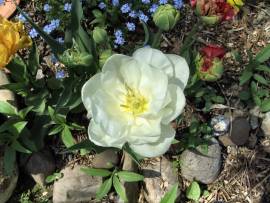 Blumenpracht in AlbinZ Garten - Mai 2008