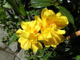 Blumenpracht in AlbinZ Garten - Mai 2008