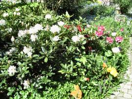 Blumenpracht in AlbinZ Garten - Mai 2008