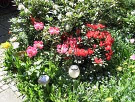 Blumenpracht in AlbinZ Garten - Mai 2008