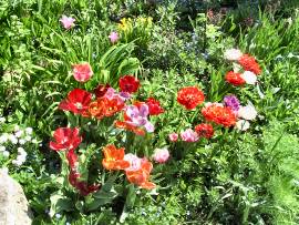 Blumenpracht in AlbinZ Garten - Mai 2008