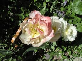 Blumenpracht in AlbinZ Garten - Mai 2008