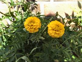 Blumenpracht in AlbinZ Garten: Juli 2008