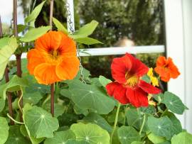 Blumenpracht in AlbinZ Garten: Juli 2008