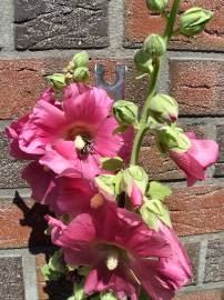 Blumenpracht in AlbinZ Garten: Juli 2008