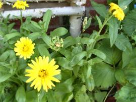Blumenpracht in AlbinZ Garten: Juli 2008