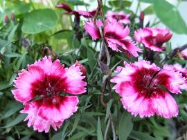 Blumenpracht in AlbinZ Garten: Juli 2008