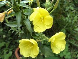 AlbinZ Blumenpracht August 2008