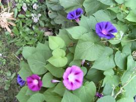 AlbinZ Blumenpracht August 2008