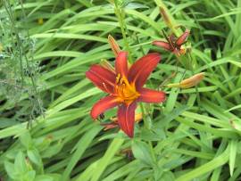 AlbinZ Blumenpracht August 2008