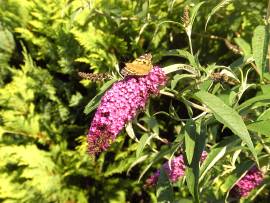 AlbinZ Blumenpracht August 2008