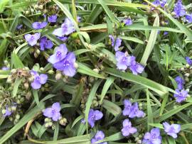 AlbinZ Blumenpracht August 2008