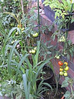 Tomaten aus eigenem Garten