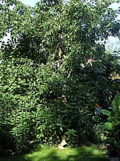 Kirschbaum im eigenen Garten