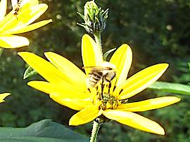 Blüte einer Topinambur-Pflanze mit Biene