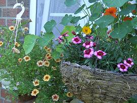 AlbinZ Blumenpracht - August 2008