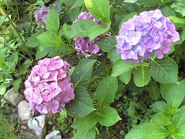 AlbinZ Blumenpracht - August 2008