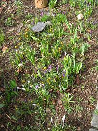 Frühlingsboten in AlbinZ Garten - März 2010