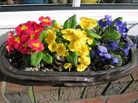 Frühlingsboten in AlbinZ Garten - März 2010