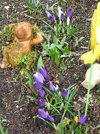 Frühlingsboten in AlbinZ Garten - März 2010