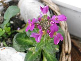 Frühlingsboten in AlbinZ Garten - März 2010